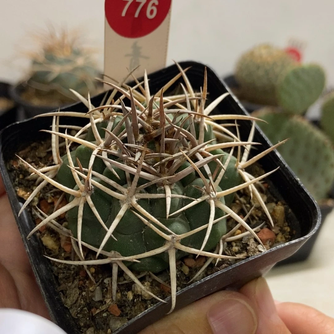 实生密刺碧岩玉4.8cm