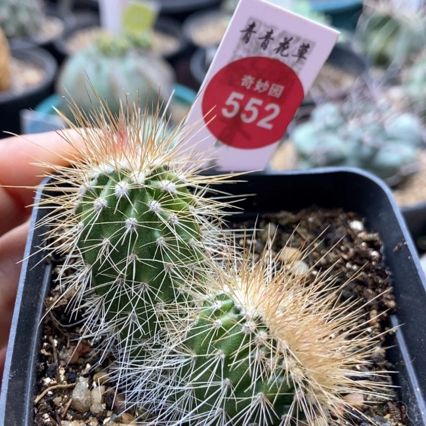 【闪购商品】虾缀化实生