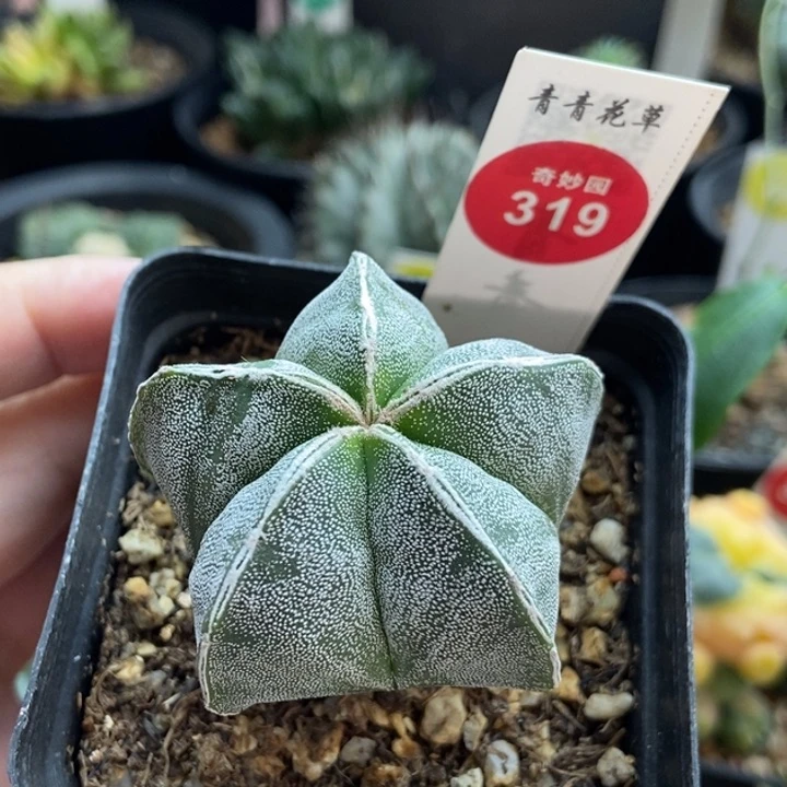 实生银沙鸾凤玉一颗仙人球