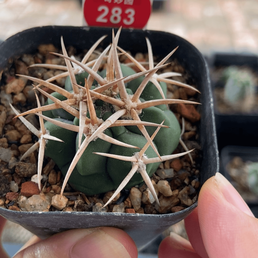 实生豪刺四方碧岩玉3.9cm
