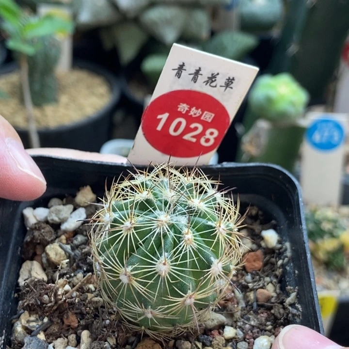 实生魔宝玉2.8cm