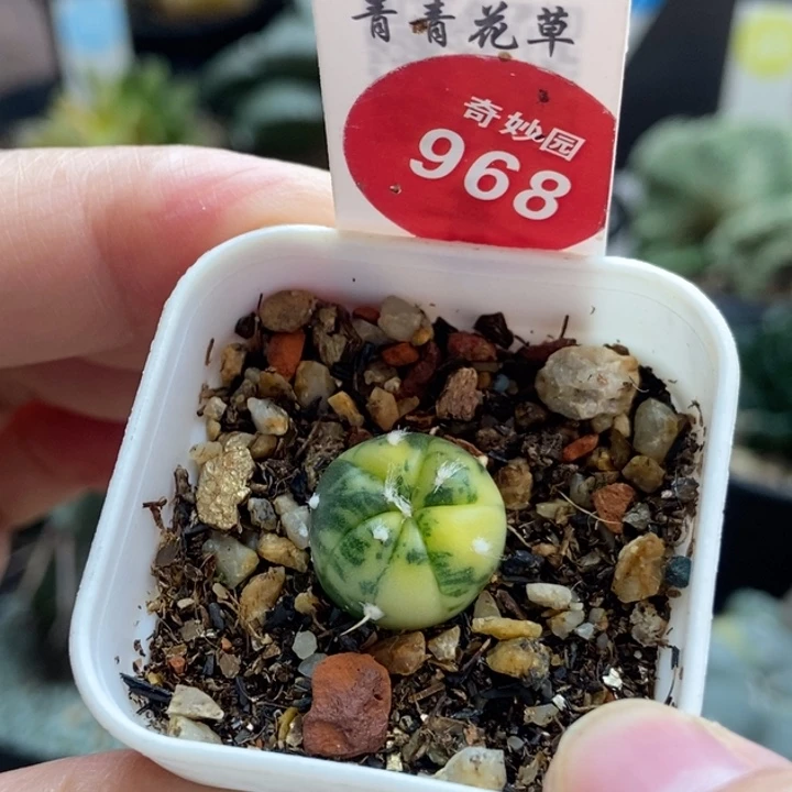 实生兜锦1.3cm一颗仙人球