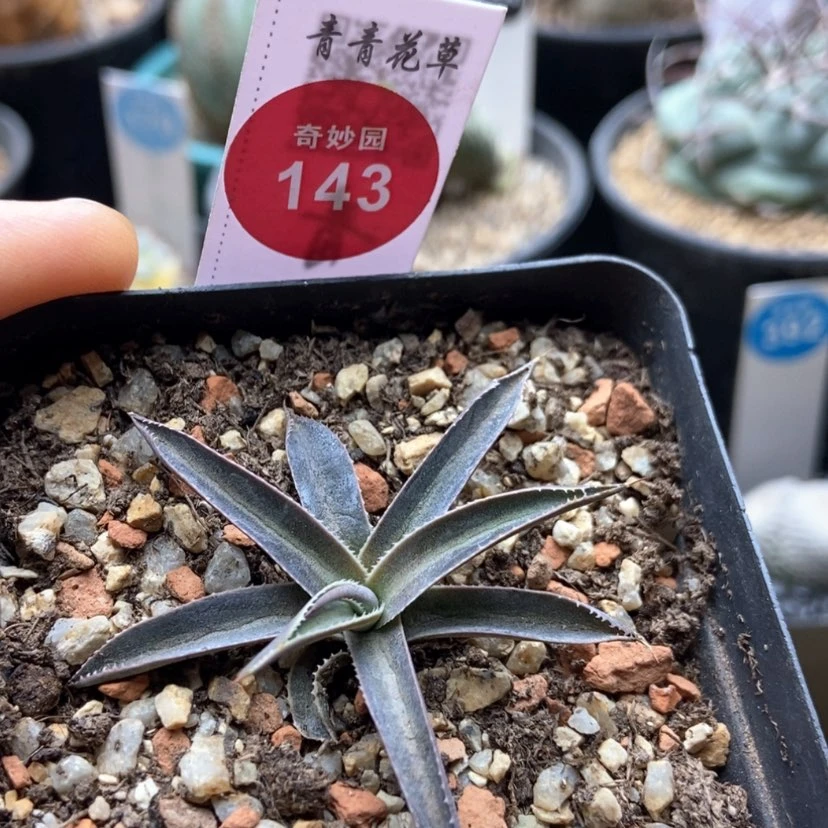 【闪购商品】紫龙黄中斑龙舌兰