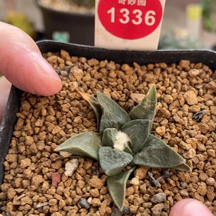 实生牡丹4.2cm一颗仙人球