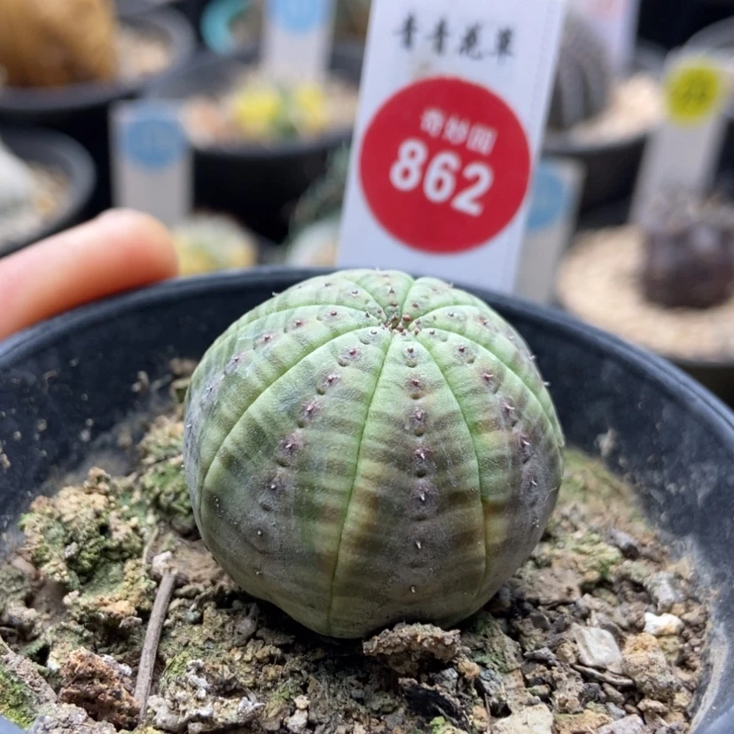 【闪购商品】布纹球3.3厘米