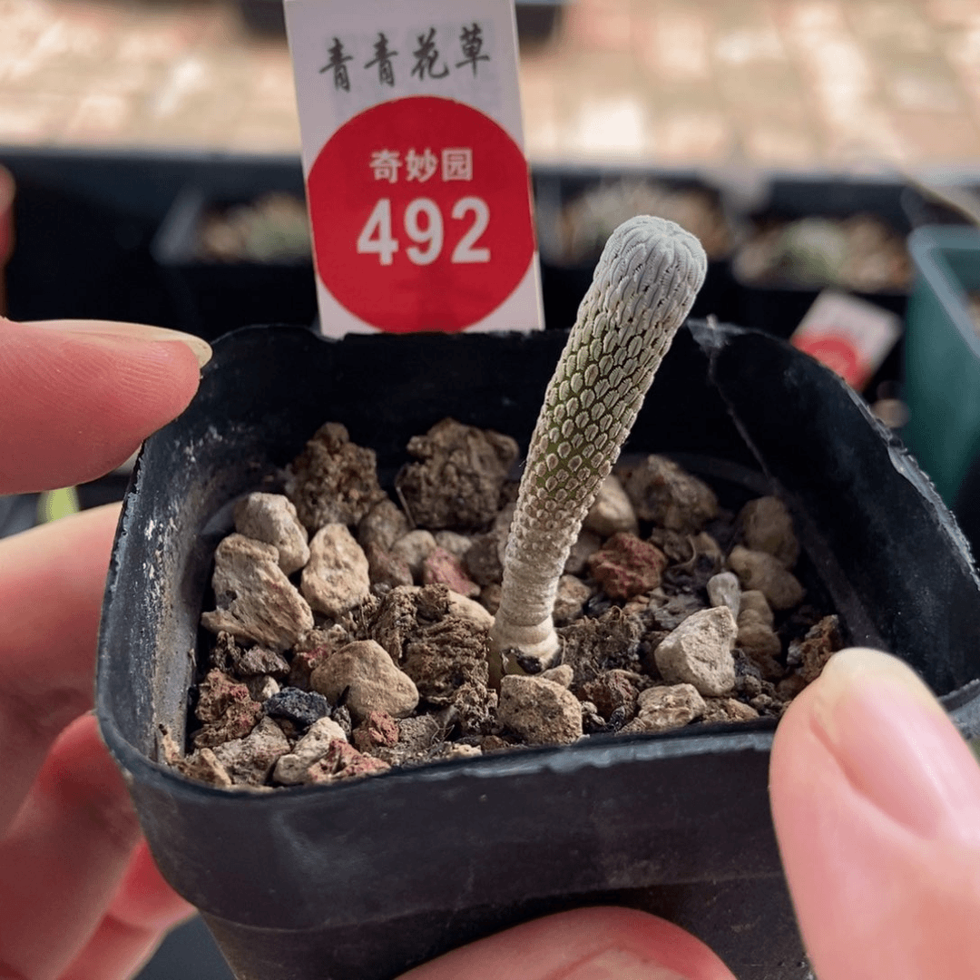 实生四年半精巧丸一颗仙人球