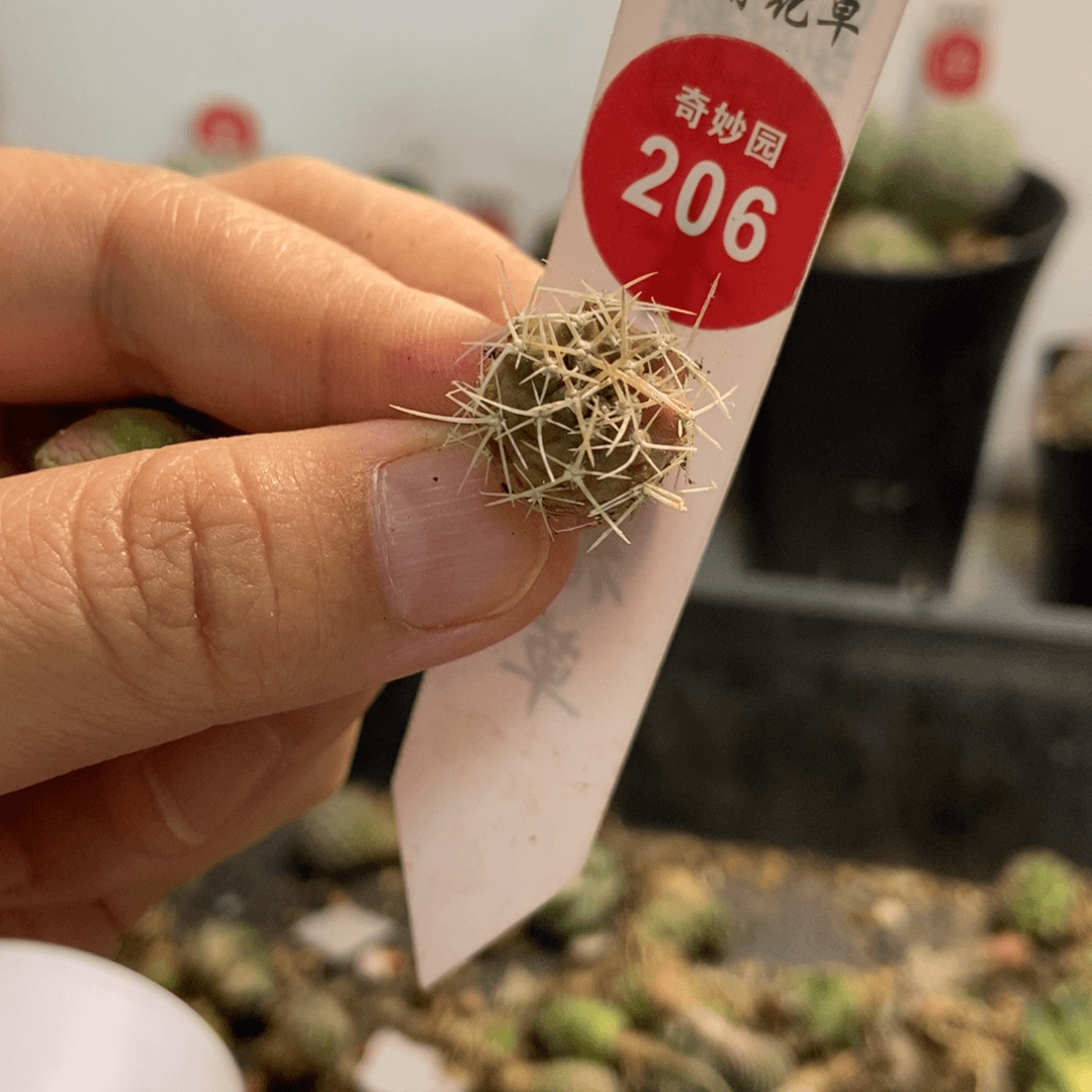 极光球一颗仙人球