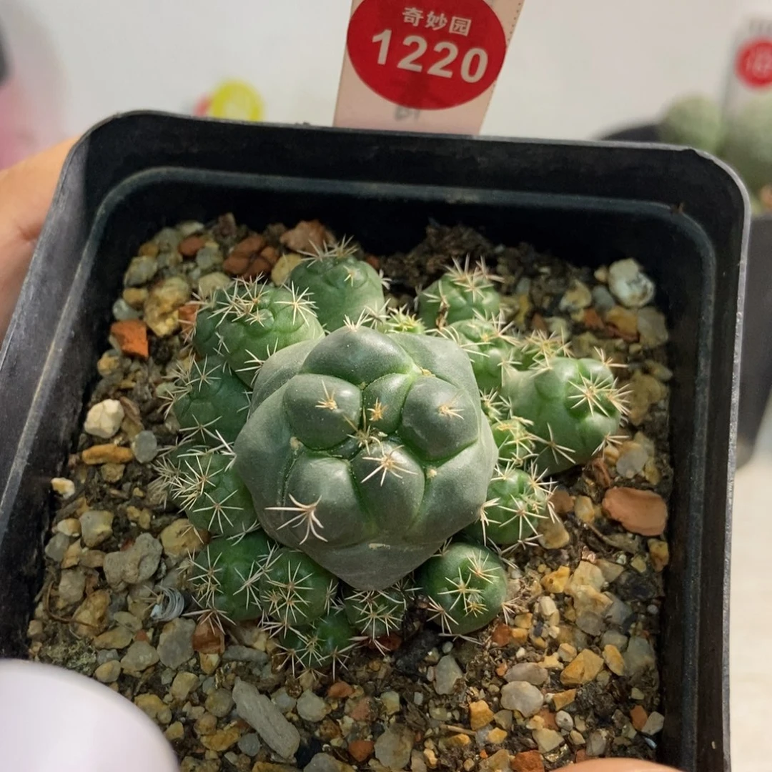 象牙群一棵仙人球