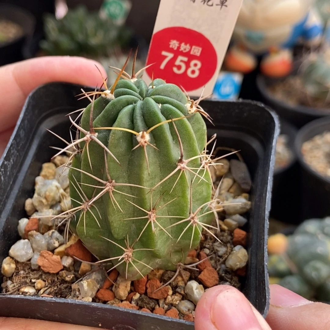 实生狂风丸3.6cm