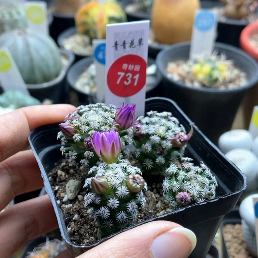 【闪购商品】荣***姐一盒4棵