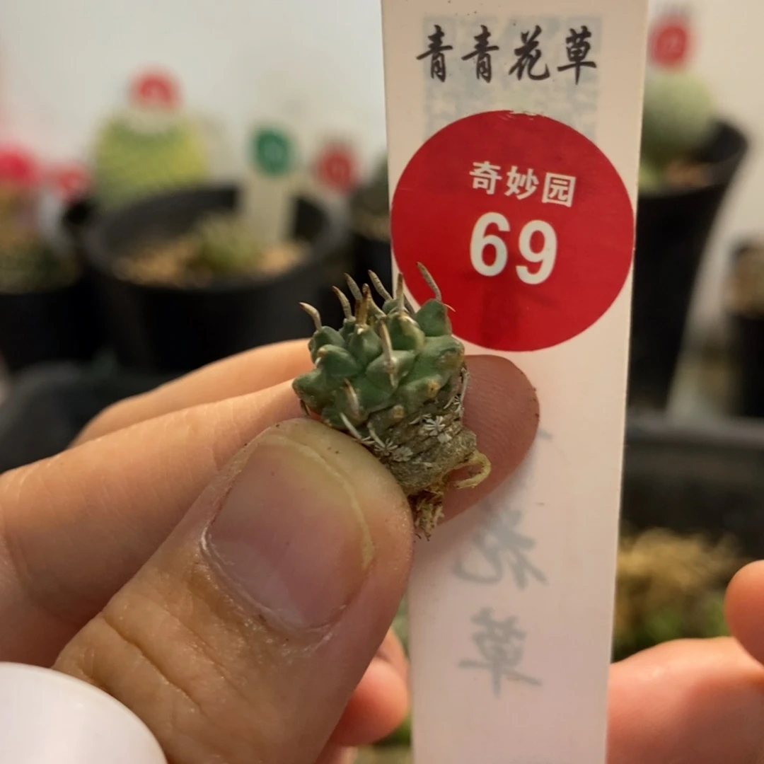 实生直刺安德森娇丽根部有疤痕