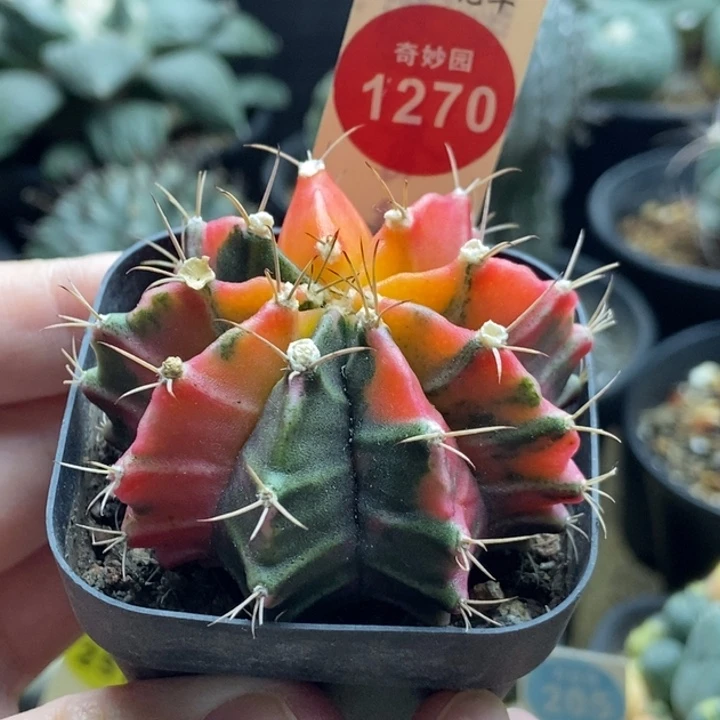 牡丹锦一颗仙人球