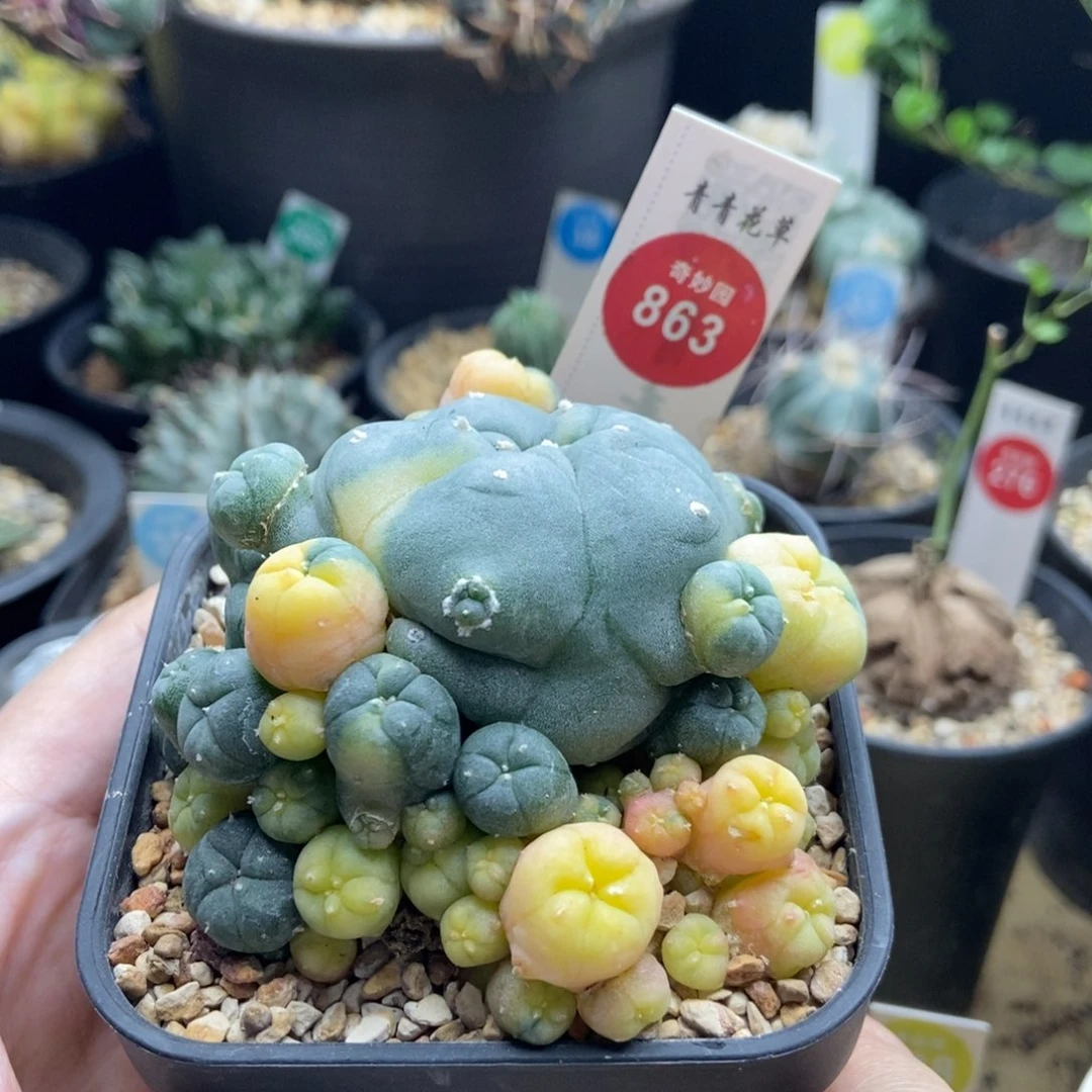 萝卜根海鲜锦群8.5cm