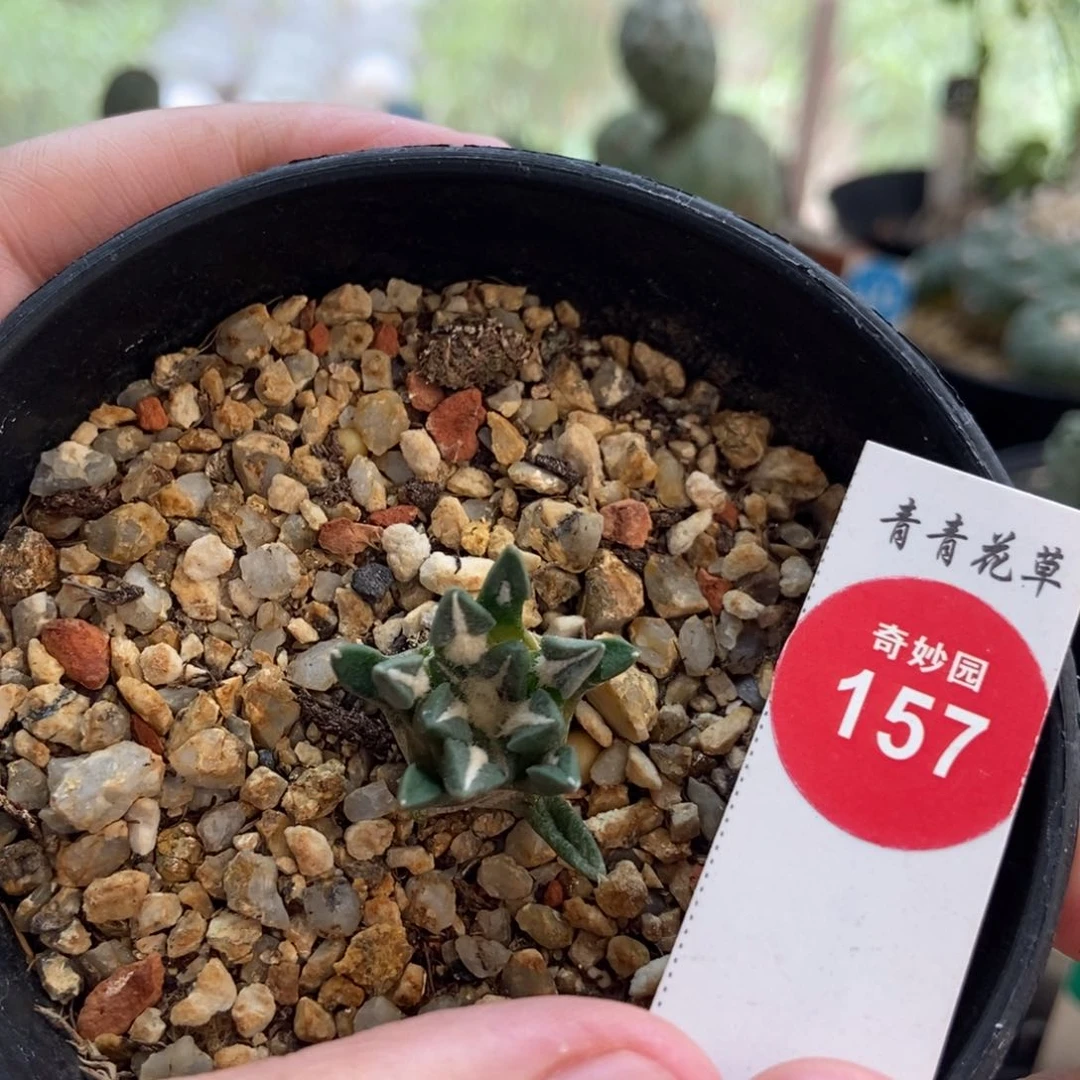 实生黑牡丹一颗仙人球