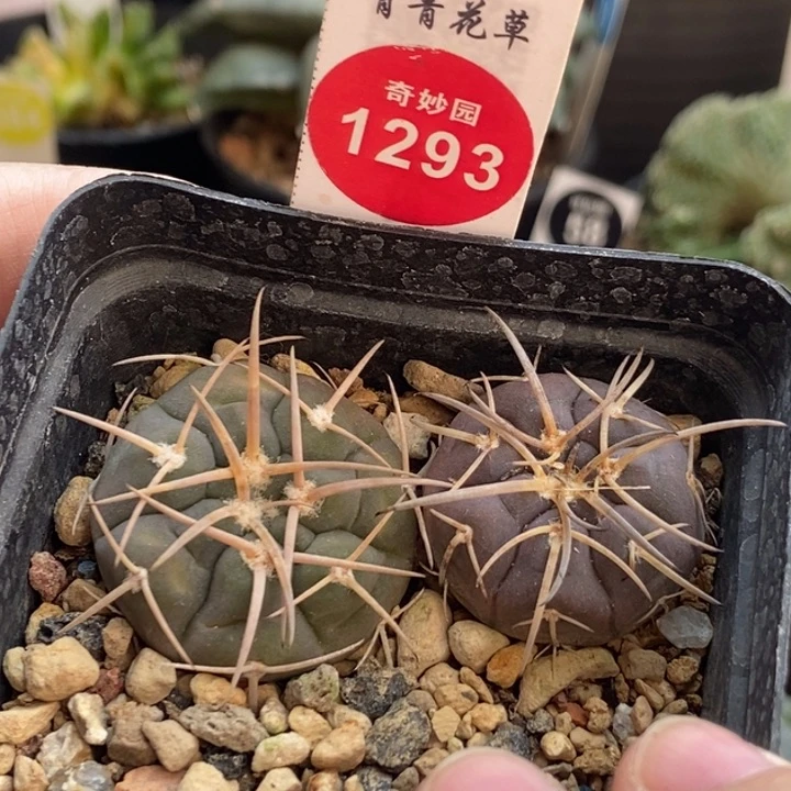 实生天平丸两颗66885