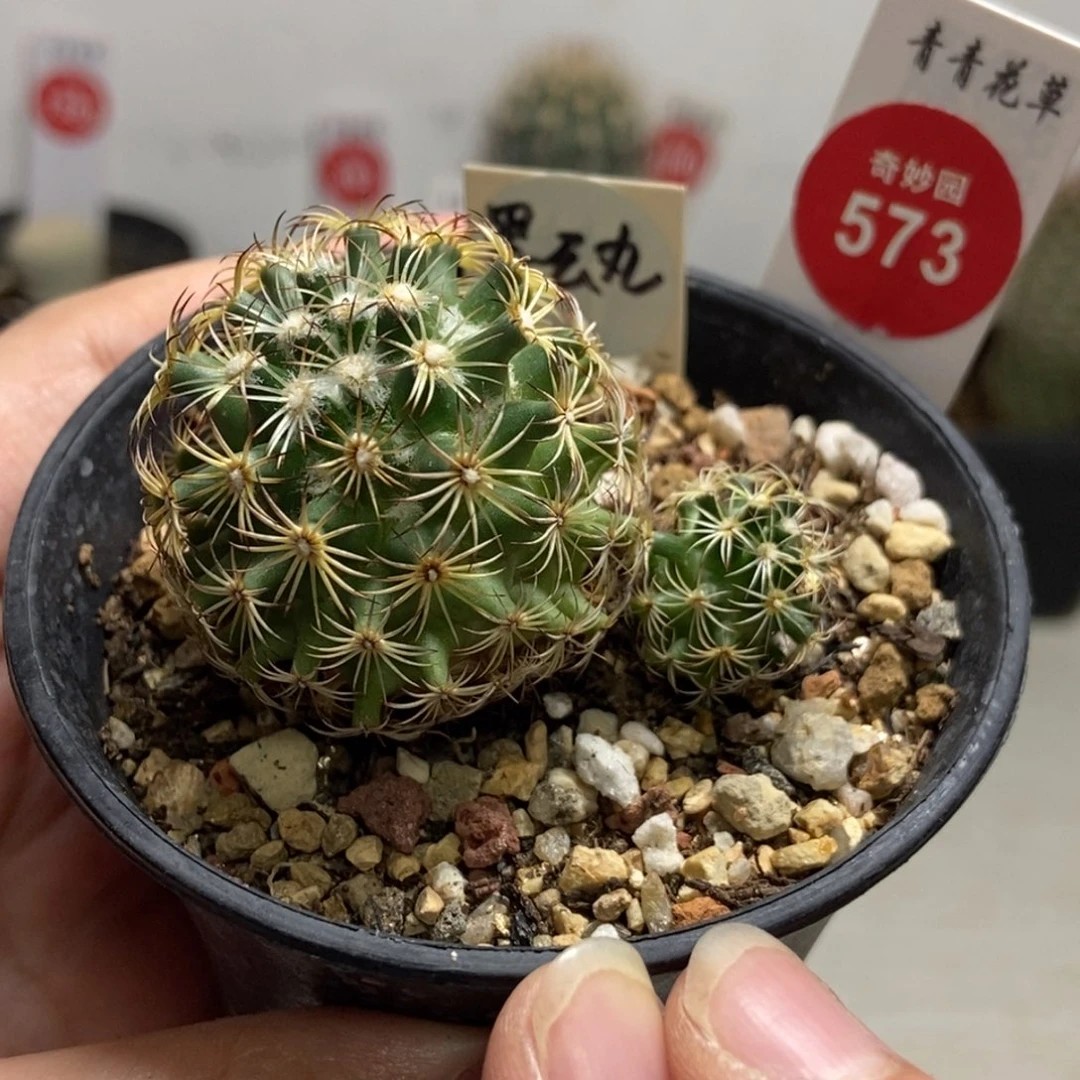 实生顶花双头黑云丸一颗仙人球