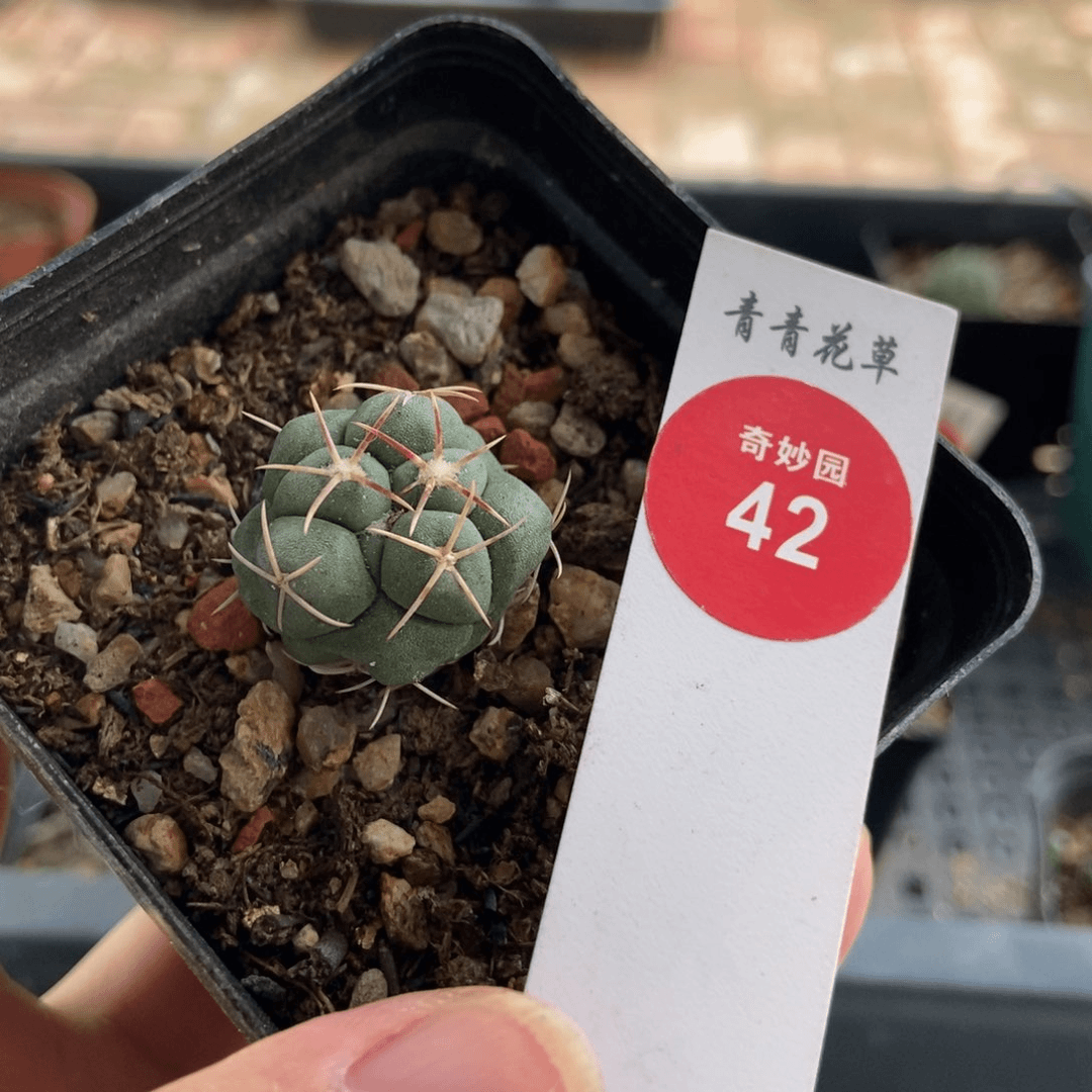 实生白肌天晃一颗仙人球