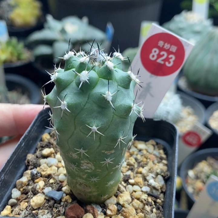 实生华丽玉3.5cm根部有斑