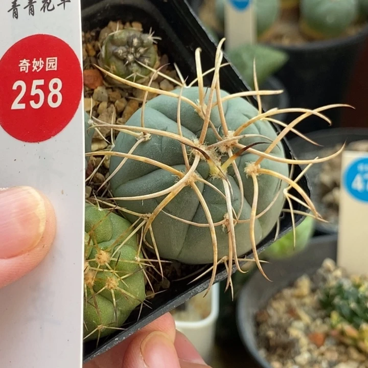 实生狂刺渡边光琳3.7cm