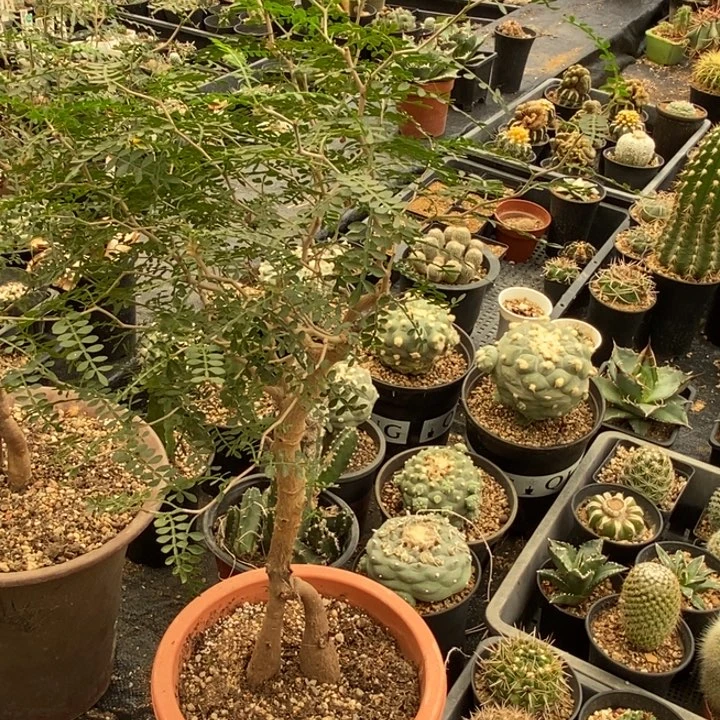 象足漆树一颗仙人球