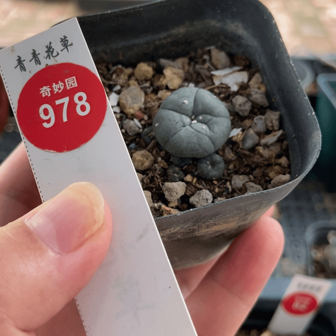 自根海鲜群一颗仙人球
