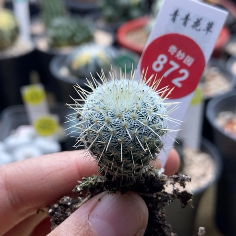 【闪购商品】实生优选乳突