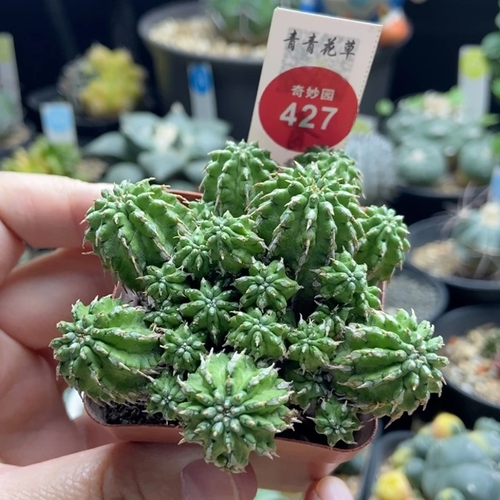 丰收大戟一颗6688