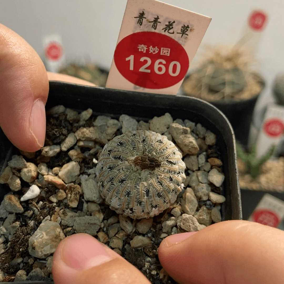 实生精巧殿2.3cm