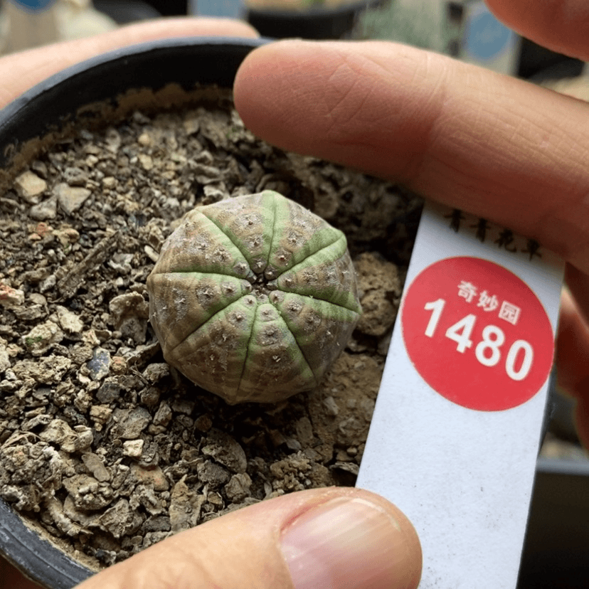 【闪购商品】实生彩体龟甲布纹球2.5cm