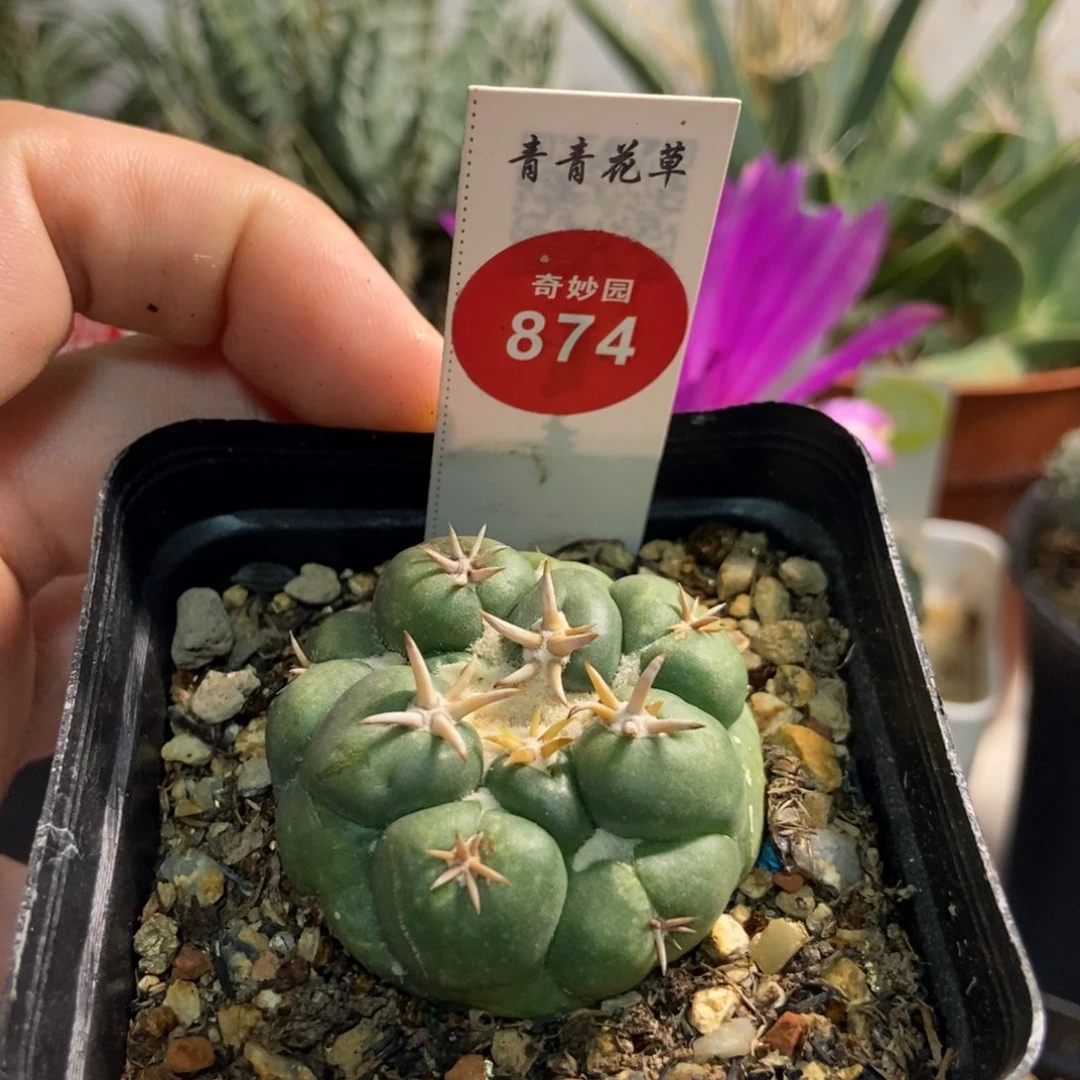 短豪刺象牙一棵特价