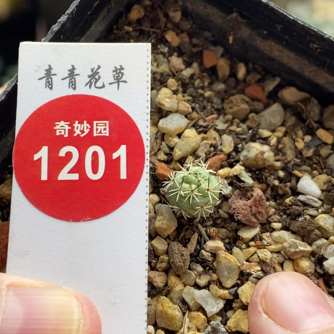 实生大尤帝王丸0.85cm