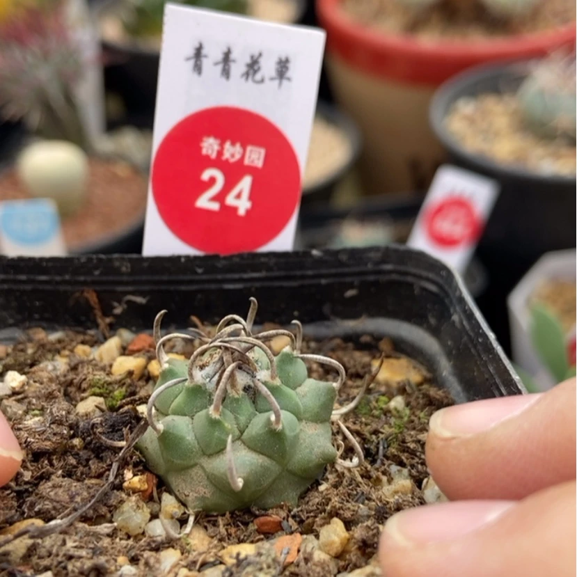 【闪购商品】实生碳刺升云龙2.2cm