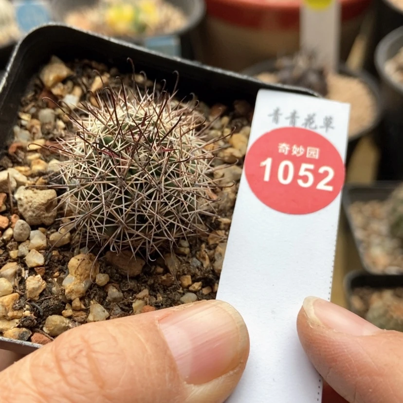【闪购商品】实生秀明殿