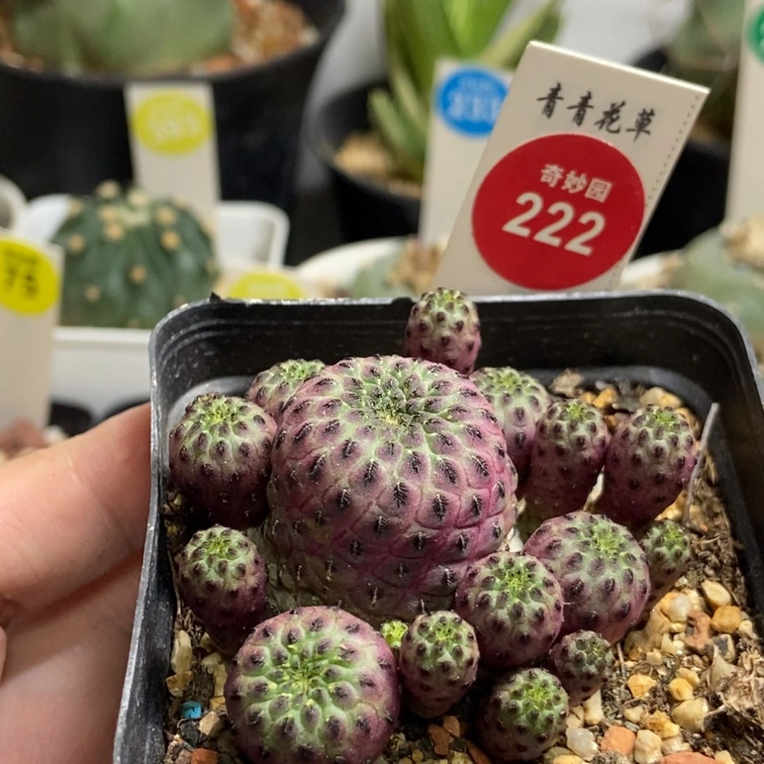 紫丽丸群一颗仙人球
