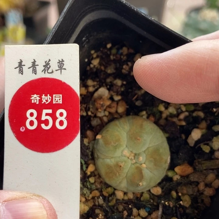 自根萝卜根古田2.5cm
