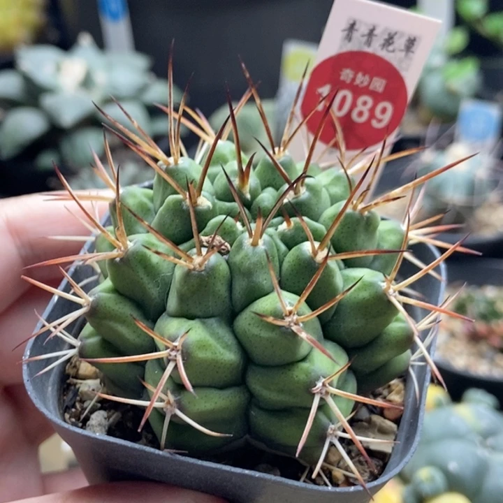 实生强刺波光龙6cm