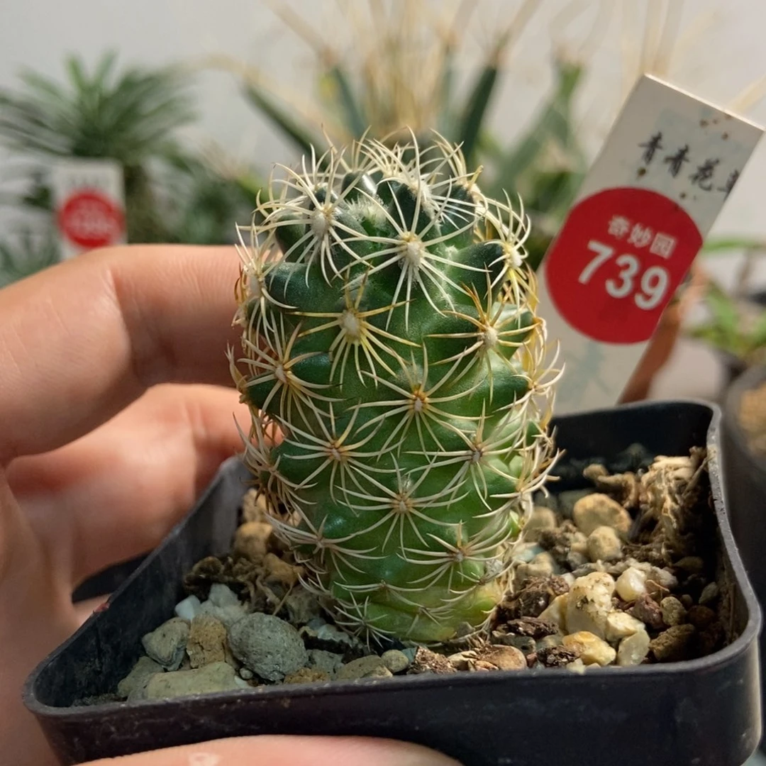 白刺狮子奋一棵特价