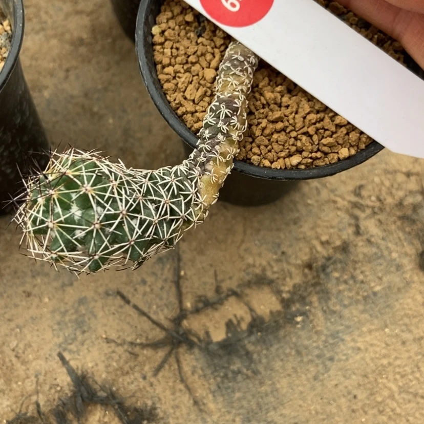 【闪购商品】第****鸦实生金碧岩