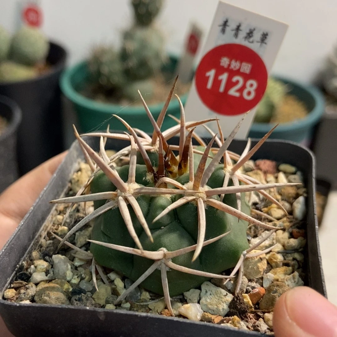 实生带中刺狂刺碧岩玉4cm