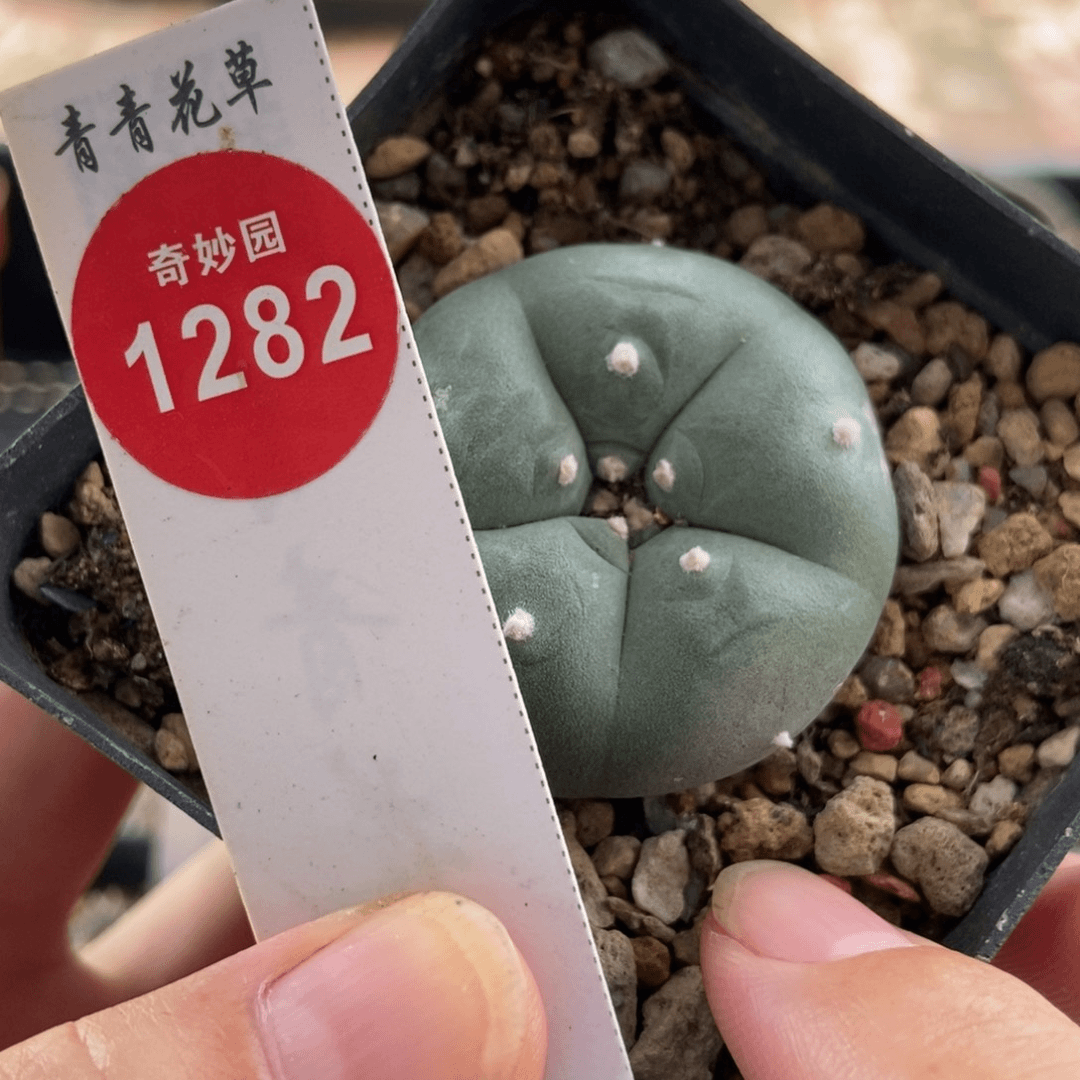 实生白肌肋骨海鲜3.7cm