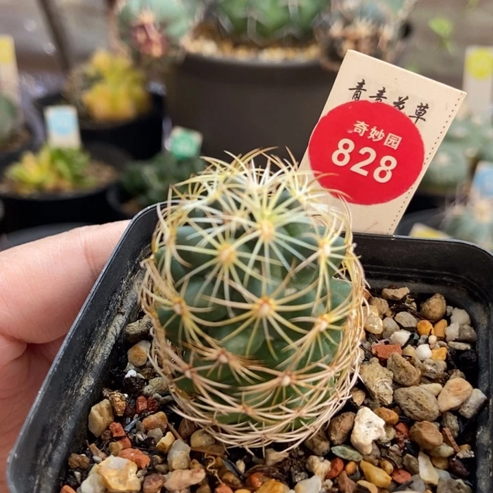 实生金刺狮子奋迅3.2cm