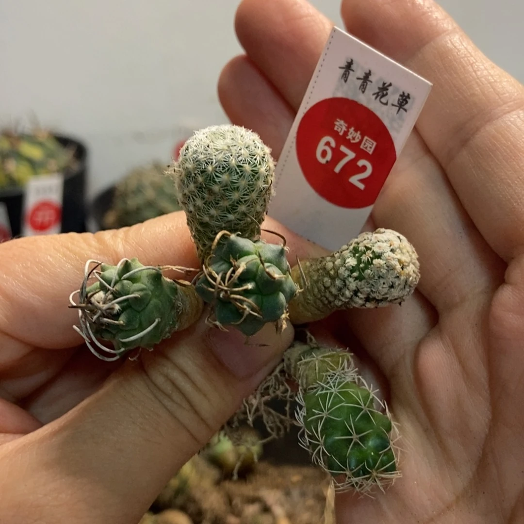 五颗球566873588