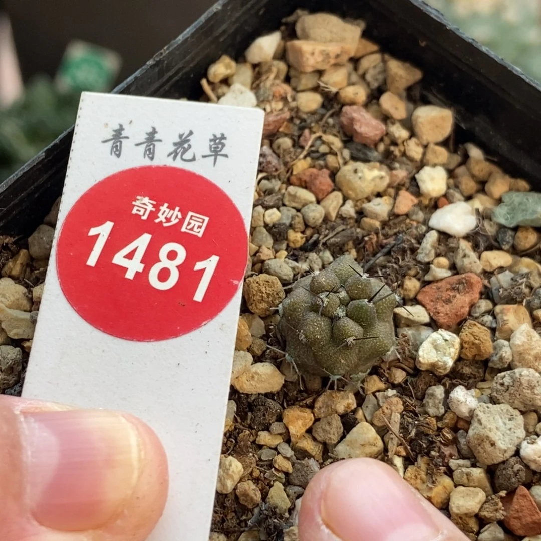 实生黑王丸1.3cm一颗仙人球