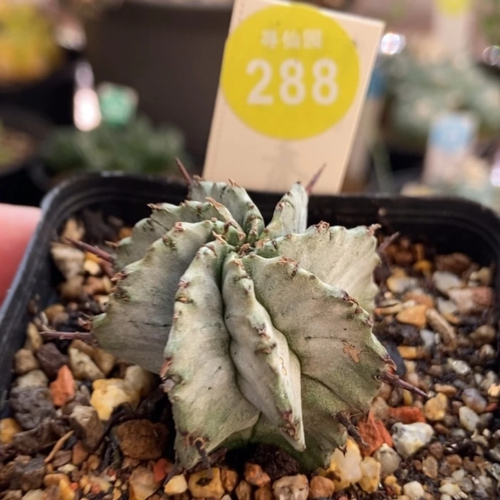 实生特白肌白衣魁伟玉3.4cm