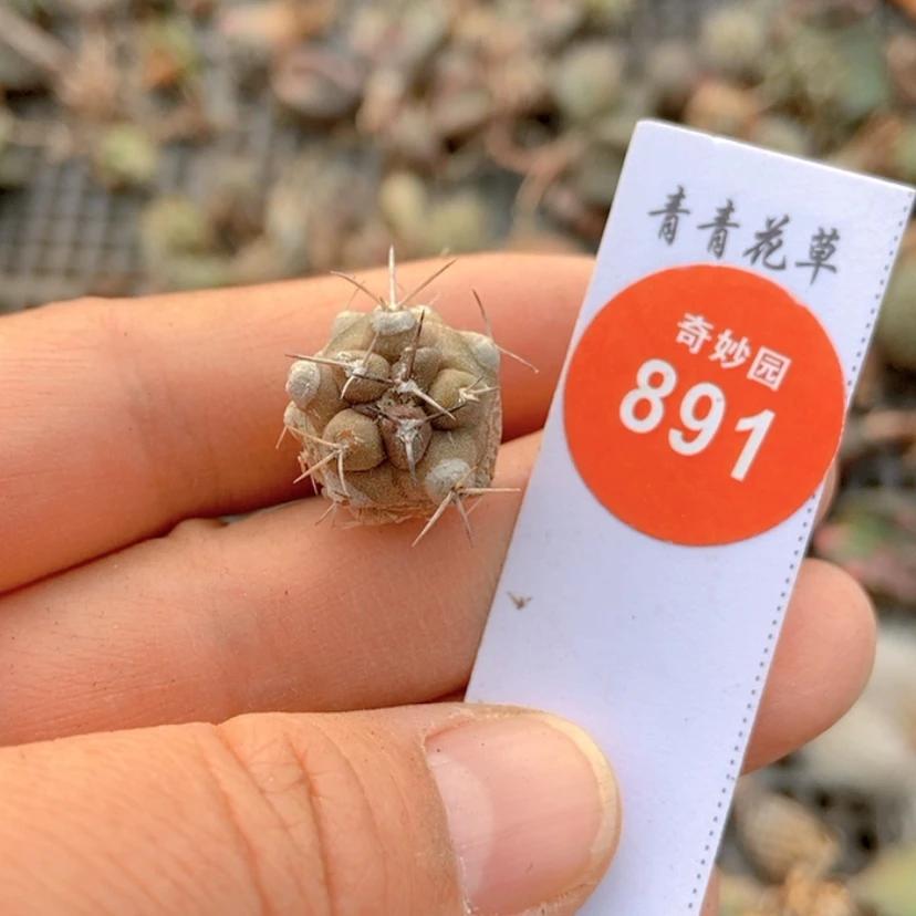 【闪购商品】有疤龙爪球
