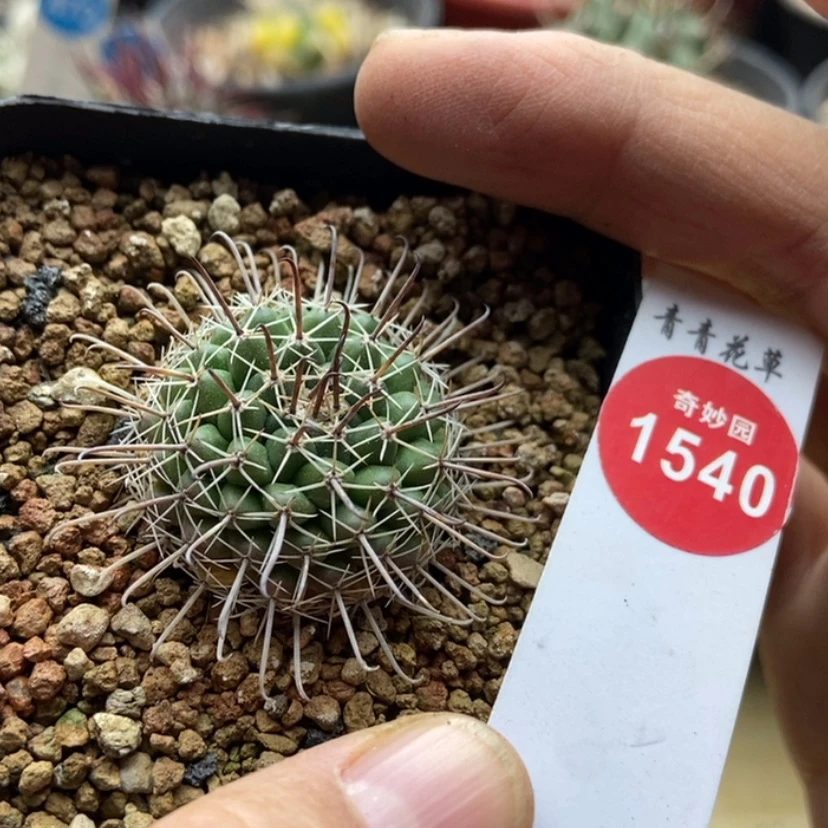 【闪购商品】实生魔神3.1cm