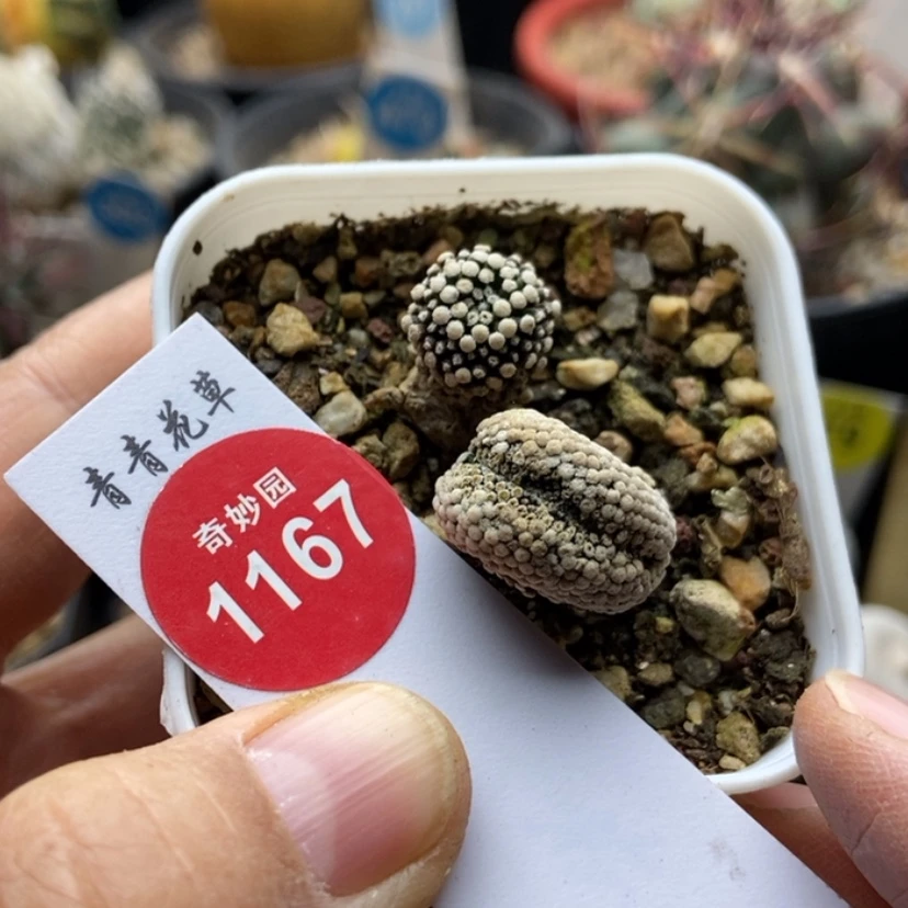 【闪购商品】自根松针牡丹缀化
