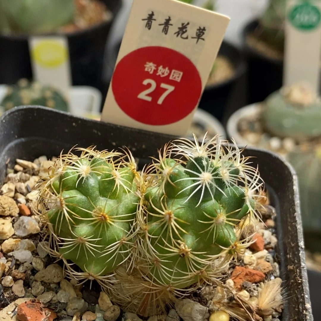 实生双头狮子奋迅一颗有小疤