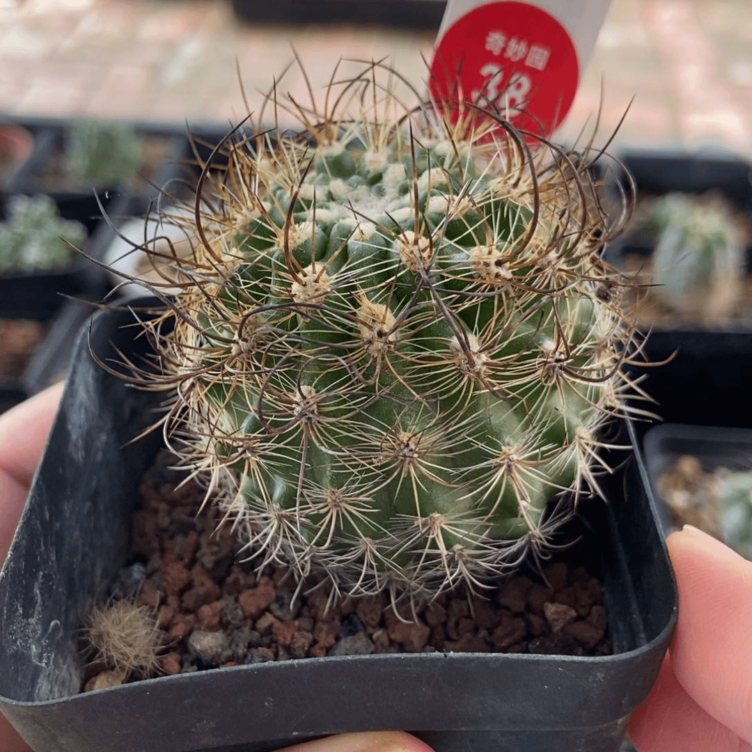 实生黑刺智利球黑翁玉4.8cm