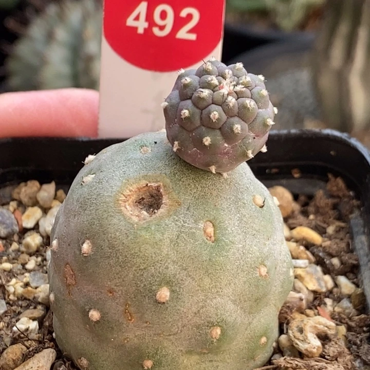 自根洞洞习志野3.5cm